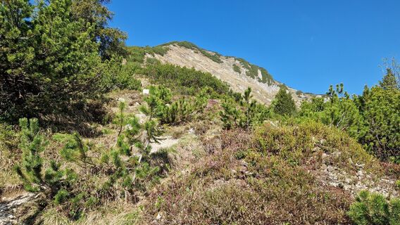 Weg hinauf zum Gipfel auf einem latschigen Grat