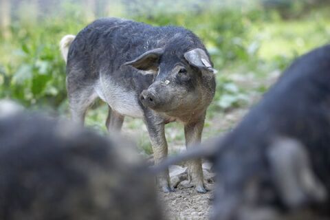 Mangalitza