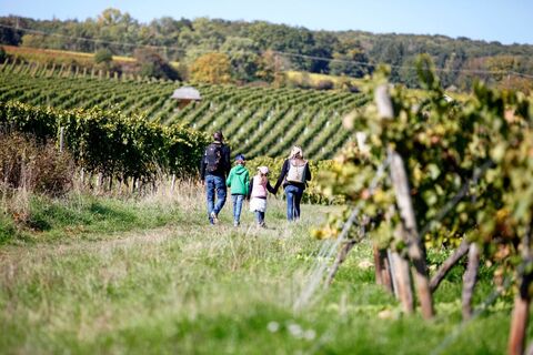 Weinberge bei Vollrads