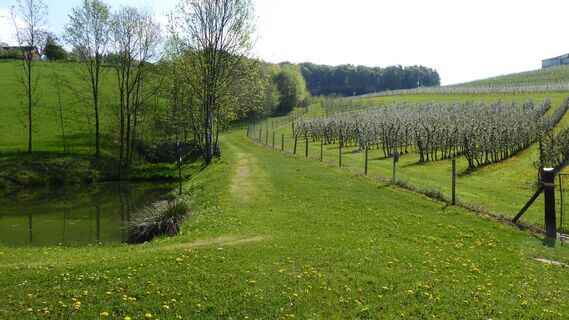 Weg zum Mostbuschenschank Mausser