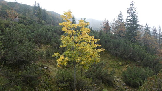Herbst - am Weg zum Mückenbründl