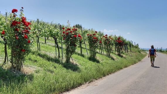 Gemütlich wandern wir nach Klöch zurück