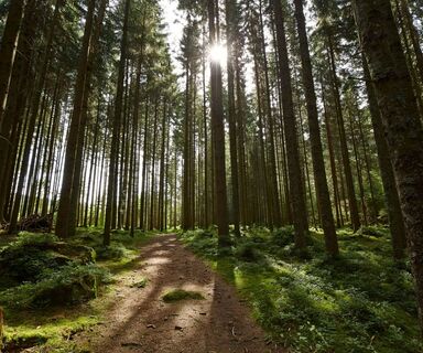 Wald