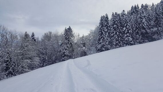 Winterwanderweg oberhalb von Müselbach