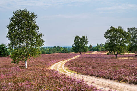 Osterheide