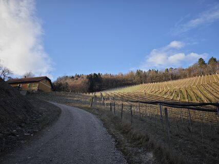 Fotografija s spletne strani Koisiegi Japankoi-Bonsai na poti