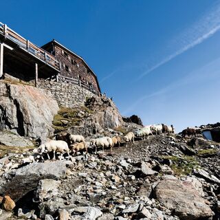 Schafübertrieb auf der Similaunhütte