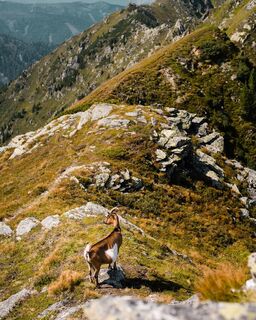 Ziege an der Plannerseekarspitze