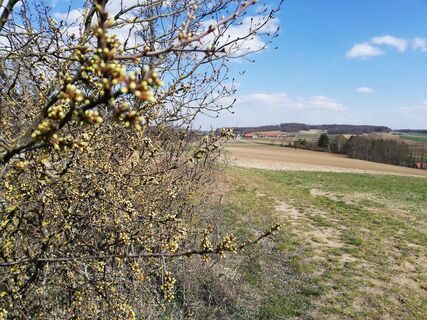 Am Reisberg