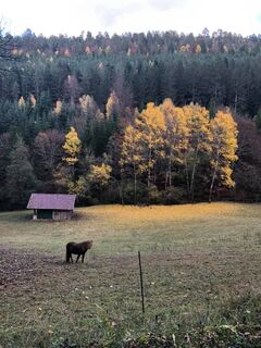 Wanderung Kälbertal im Oktober 2020