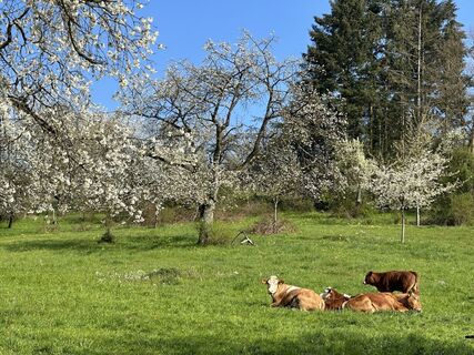 Kühe in der Rühler Schweiz - Kirschenweg (Go 3)