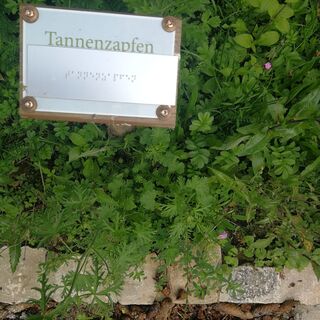 Tannenzapfen Symbol