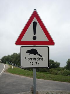 Abends am See oft zu beobachten: Meister Bockert.