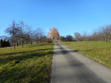 Birkenallee bei Krummhardt