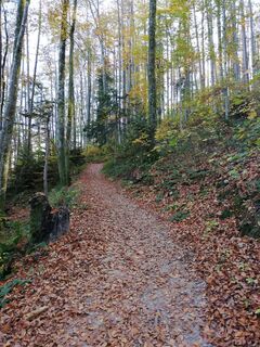 Waldweg am Fuschlsee