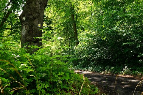 Waldweg - Meiningen
