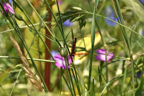 Wildblumen