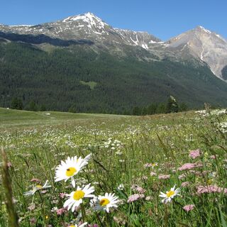 Blumenwiese bei Lü