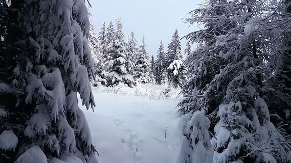 Im Schnee auf die Packeralpe
