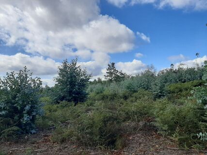 Fotografija s spletne strani Niek Abbes na poti