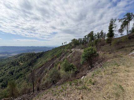 Photo de firebird 93 le long du parcours