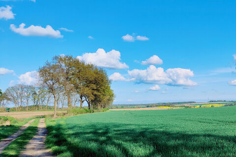 Frühlingslandschaft mit Feldweg und Baumreihe bei Barum in der Heideregion Uelzen