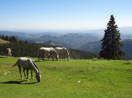 Lipizzaner bei der Brendlalm