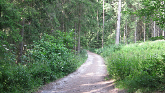 Arnschwanger Wald