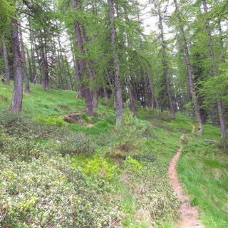 Waldweg