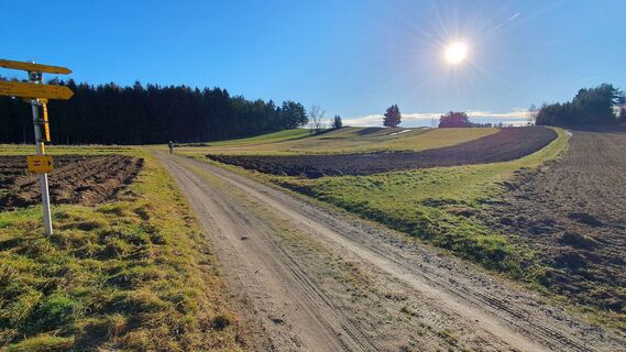 1.3 km Rechts auf Wiesentrail zum Föhrenteich