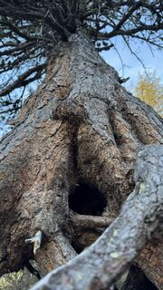 Fotografija s spletne strani ROBERTO BONIOTTI na poti