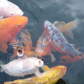 Im Koi-Park