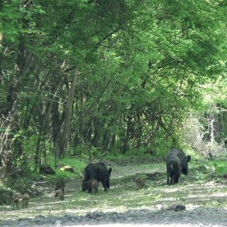 Wildtiere Béda-Karapancsa-Nationalpark (zwischen Mohás und Hercegszantó)
