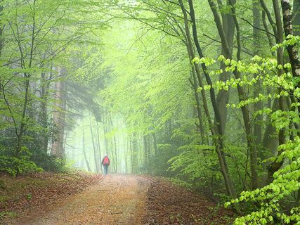 Natursteig Sieg Etappe 05