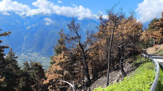 Foto van Nozzo langs de tour
