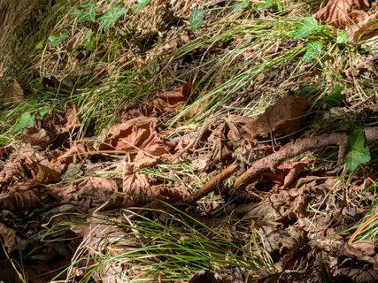 Photo de Martina Braunstein-Lamatsch le long du parcours