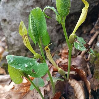 Blüte von Aristolochia entlang des Weges