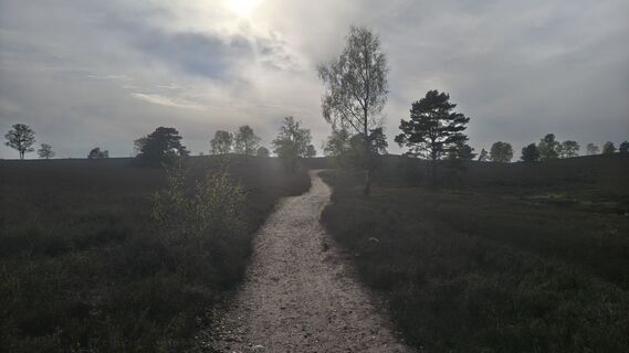 Foto von Sauerpurzel entlang der Tour