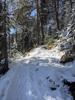 Foto von Grizzli entlang der Tour