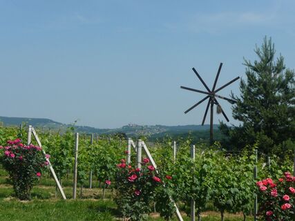 Wein und Klapotez, dahinter St.Anna am Aigen