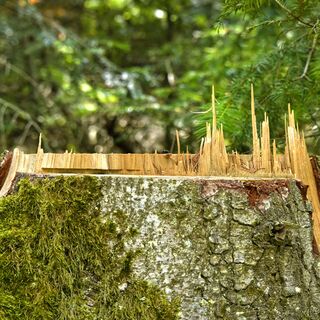 Brou-Wald