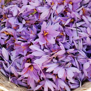 Safranblüten