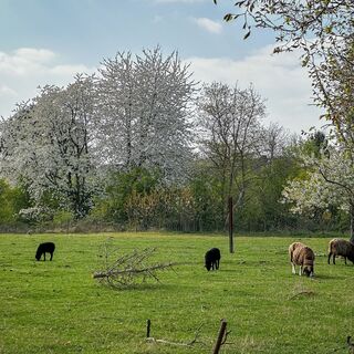 Wiese mit Ziegen