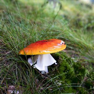 Fliegenpilz im Wald bei Willingen