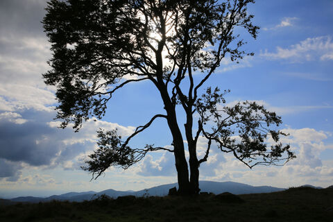 Baum