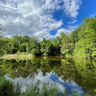 Wald von Haguenau Étang Grundel