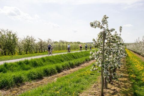Radfahren auf der Apfelroute