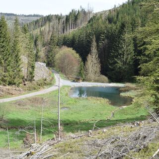 Blick auf den ehemaligen Floßteich im Langebachtal