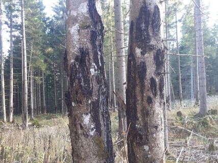 Foto von maria_hochschwab entlang der Tour