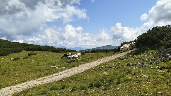 Fotografija s spletne strani Eszter Molnár 1 na poti